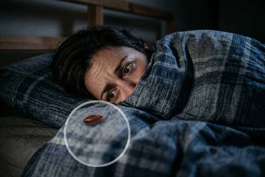 سمپاشی تخصصی ساس در تهران برای چه خانههایی ضروریتر است؟
