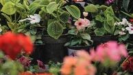  صنعت گل و گیاه جایگزین مناسب برای درآمدهای نفتی