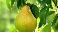 گلابی شاهی می‎کند