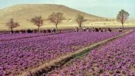 فصل جدیدی در انتظار طلای سرخ ایران است