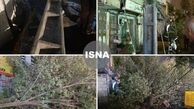 شکسته شدن تیر چراغ برق و درختان در تهران+عکس