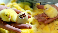 معرفی فروشگاهی حرفه ای در صنعت سودآور جوجه کشی طیور در کشور
