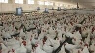 مرغ درب مرغداری ۶۰۰ تومان زیر قیمت