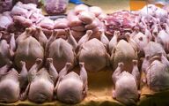 مرغ قطعه‌ بندی شده به عراق و افغانستان صادر می شود