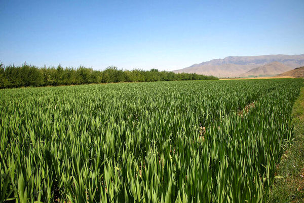 برداشت گل گلایل از مزارع مورچگان + تصویر