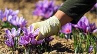 خروج "پیاز زعفران" از کشور ممنوع شد
