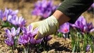 امکان پیش‌بینی قیمت زعفران در بازار وجود ندارد