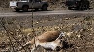 پارک ملی «لار» نروید، طاعون می‌گیرید 