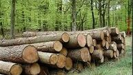 رای جالب یک قاضی برای عامل قطع درختان