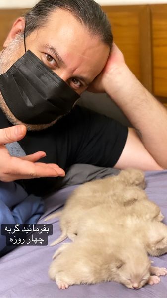 توله گربه های مهراب قاسمخ انی که تازه متولد شده اند + عکس