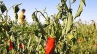 این مرد روزانه 2کیلو فلفل تند می خورد+تصاویر 