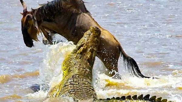 حمله کروکودیل گرسنه به یک گوزن + فیلم 