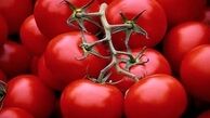 صادرات گوجه فرنگی گلخانه بهانه ای برای دور زدن قانون