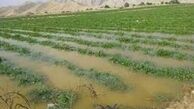 صندوق‌های بیمه کشاورزی برای حل مشکلات کشاورزان کمک کنند