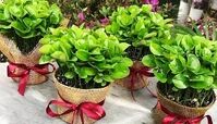 کاشت سبزه هسته نارنج بهترین گزینه برای سبزه هفت سین