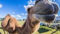 شترآزاری در سیرک، ۷ مجروح به جا گذاشت
