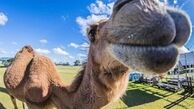 شترآزاری در سیرک، ۷ مجروح به جا گذاشت
