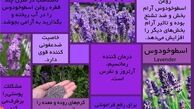  تأثیر گیاه اسطوخودوس بر بی‌خوابی و اضطراب 