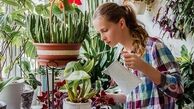 نگهداری از گیاهان آپارتمانی با این راز و رمزها