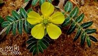 خواص شگفت انگیز عرق خارخاسک برای سلامتی انسان !