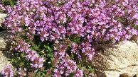 جوش درمانی با آویشن