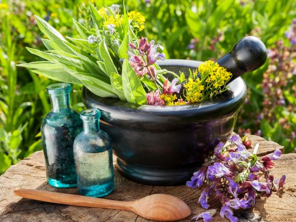 فواید اعجاب انگیز گیاهانی مهجور