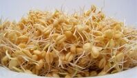به جای کاشت مو این جوانه را مصرف کنید / تا عید نوروز موهای درهم تنیده داشته باشید