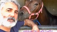 اسب زیبا مهدی صبایی + عکس