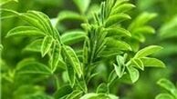 خواص دارویی گیاه «شیرین بیان» 