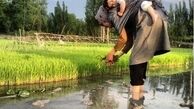 داستان کشاورزي و چوپاني با چاشني اينستاگرام+ عكس