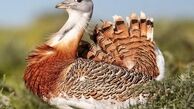 
 یکی از بزرگترین پرندگان ایران+عکس
