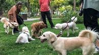 جزئیات طرح مجلس برای ممنوعیت  سگ‌گردانی