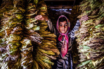 دختر بچه در بین این همه برگ توتون چه می کند ؟ + تصاویر 