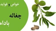 خواص چغاله بادام این نوبرانه خوشمزه بهاری