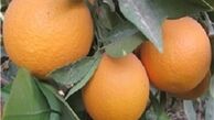 سرمای شدید کام مرکبات را تلخ کرد