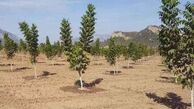 یک هزار هکتار باغ میوه امسال در قزوین ایجاد می شود