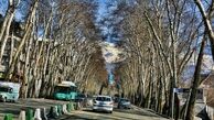 هیچ پروژه‌ای بر درختان خیابان ولیعصر ارجحیت ندارد