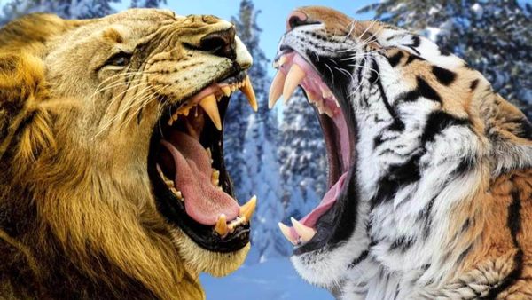 دعوای شدید بین ببر و شیر نر+ فیلم