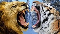 دعوای شدید بین ببر و شیر نر+ فیلم