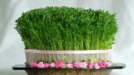 برای هفت سین گندم بکاریم یا نه؟