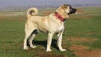 نجات سگ اسیر شده در کانال آب+ فیلم 