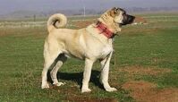 نجات سگ اسیر شده در کانال آب+ فیلم 