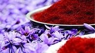  برقراری ممنوعیت خروج پیاز زعفران از کشور