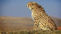 لحظه خنده‌دار ترسیدن یوز پلنگ در سیاهی شب+ فیلم