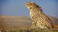 لحظه خنده‌دار ترسیدن یوز پلنگ در سیاهی شب+ فیلم