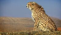 لحظه خنده‌دار ترسیدن یوز پلنگ در سیاهی شب+ فیلم