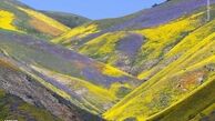عکسهای زیبای بهار د رجهان