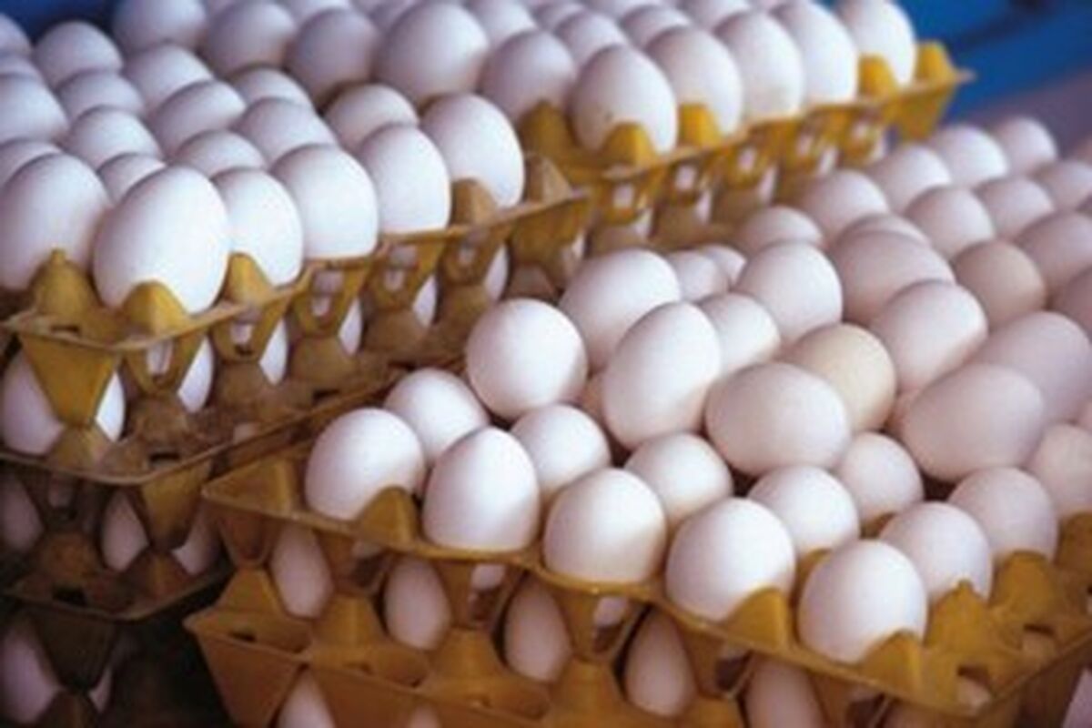 قیمت هرشانه تخم مرغ 34 هزار تومان

