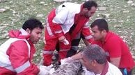 حمله خرس به 2 کوهنورد دره شهری در ایلام 