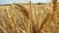 ادعای وجود شبکه مافیایی در فرآیند خرید تضمینی گندم تکذیب شد